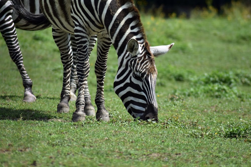 WŚRÓD ZWIERZĄT – ZEBRA BEZGRZYWA