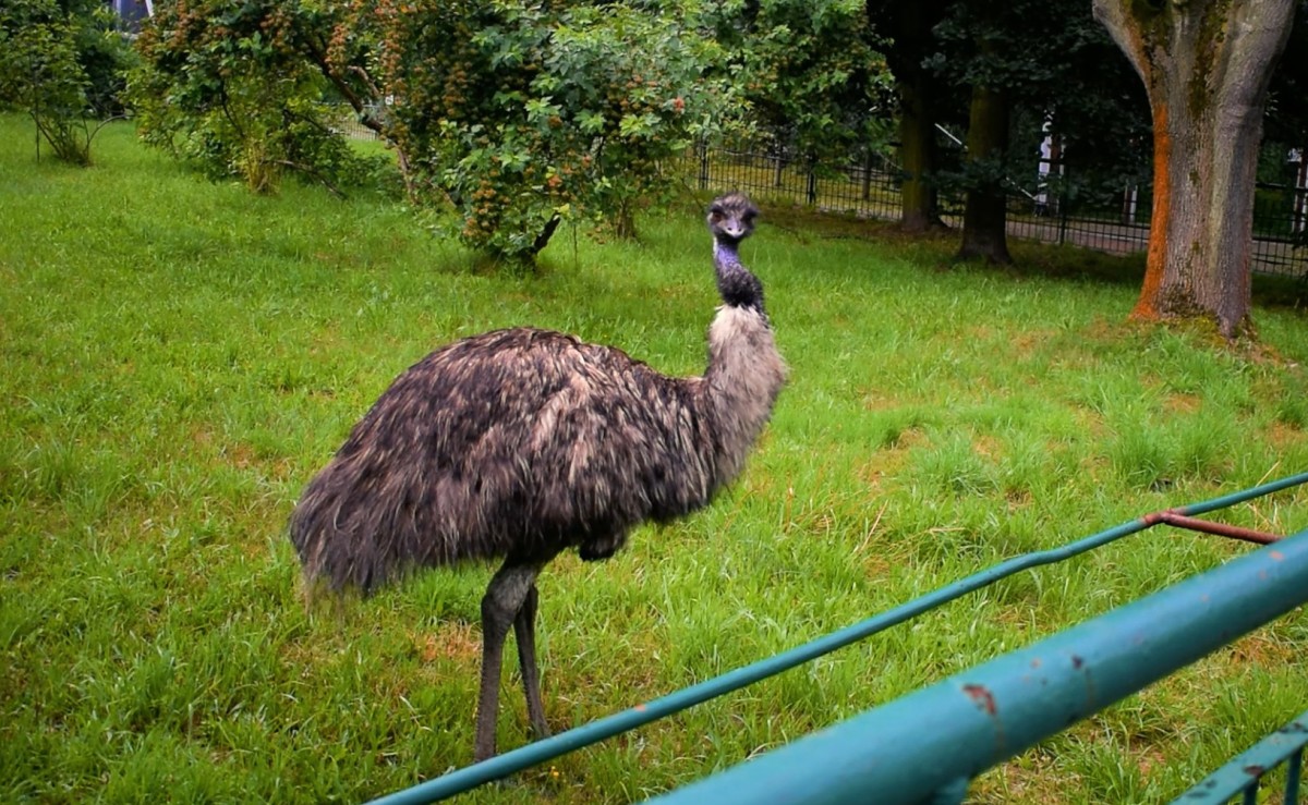 WŚRÓD ZWIERZĄT – EMU