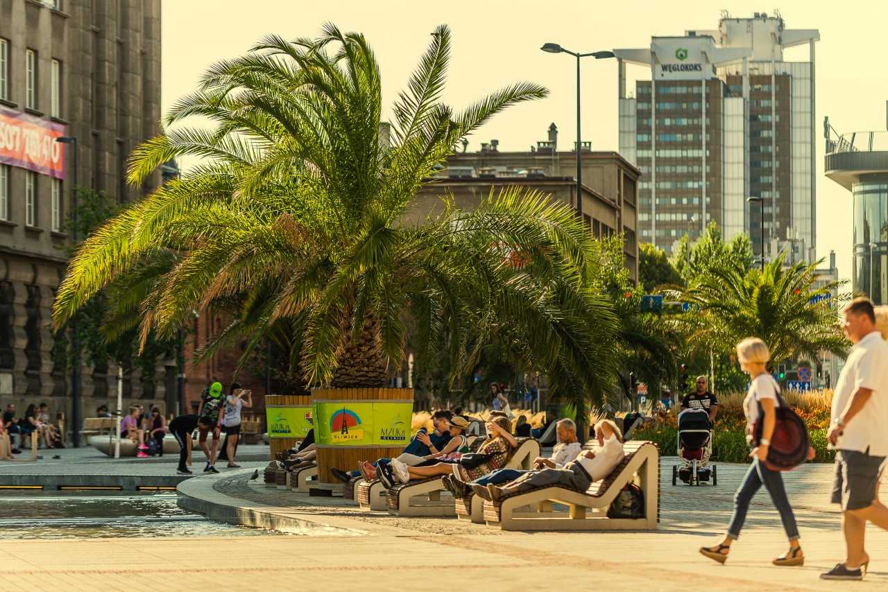 Palmy wracają na katowicki rynek