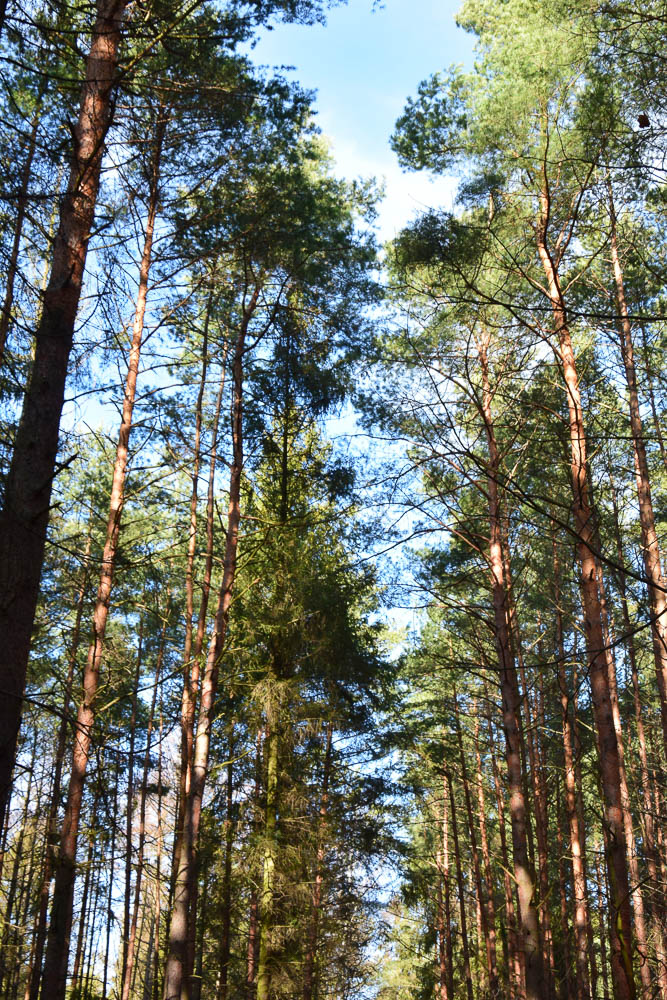 FUNDUSZE WSPIERAJĄ OCHRONĘ LASÓW